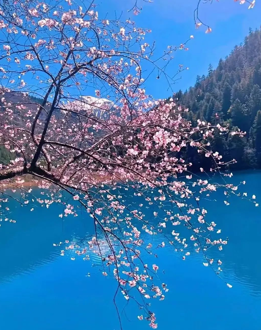 Peach blossoms begin to bloom